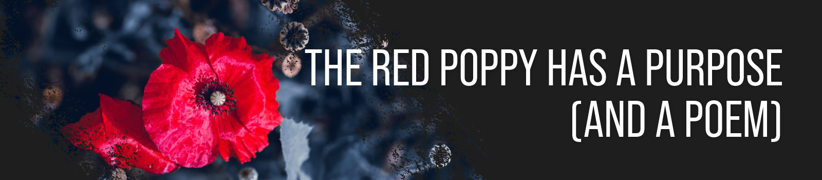The Red Poppy Has a Purpose (and a Poem)