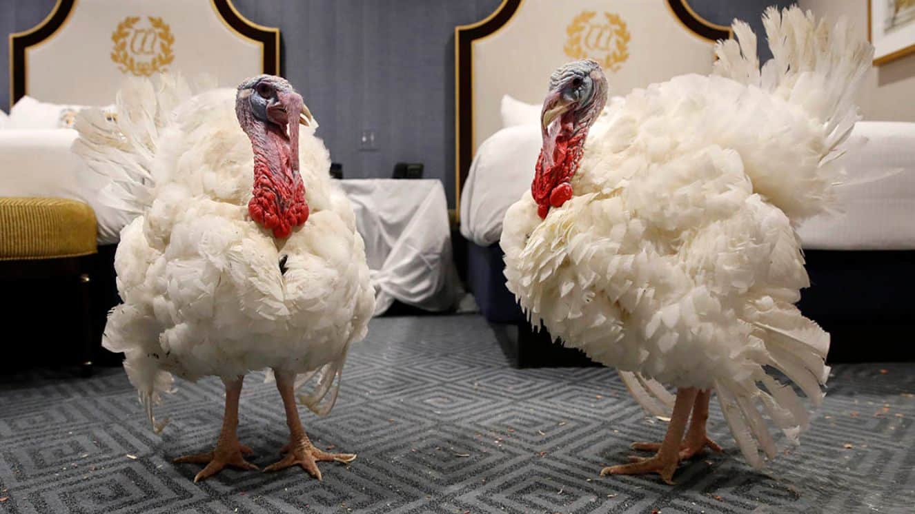 turkey pardon