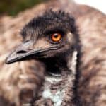 emu war