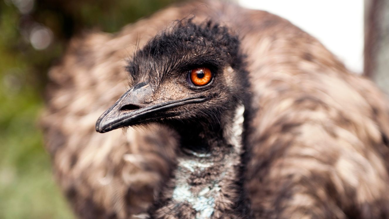 emu war