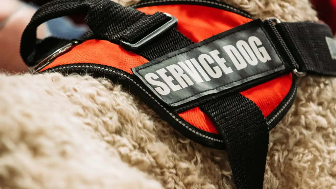 service dogs for veterans