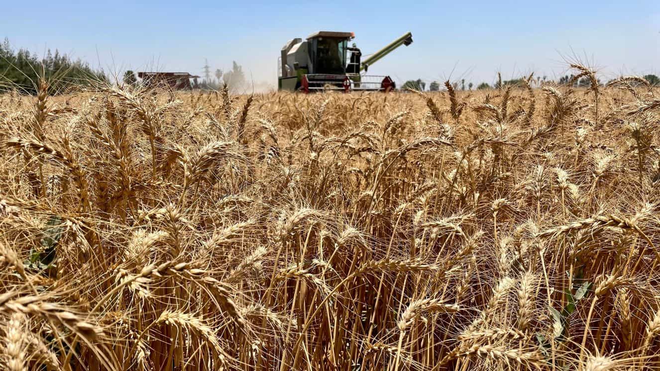 Wheat being harvested, like the Ukraine wheat that African nations are struggling to import during the Russian invasion.
