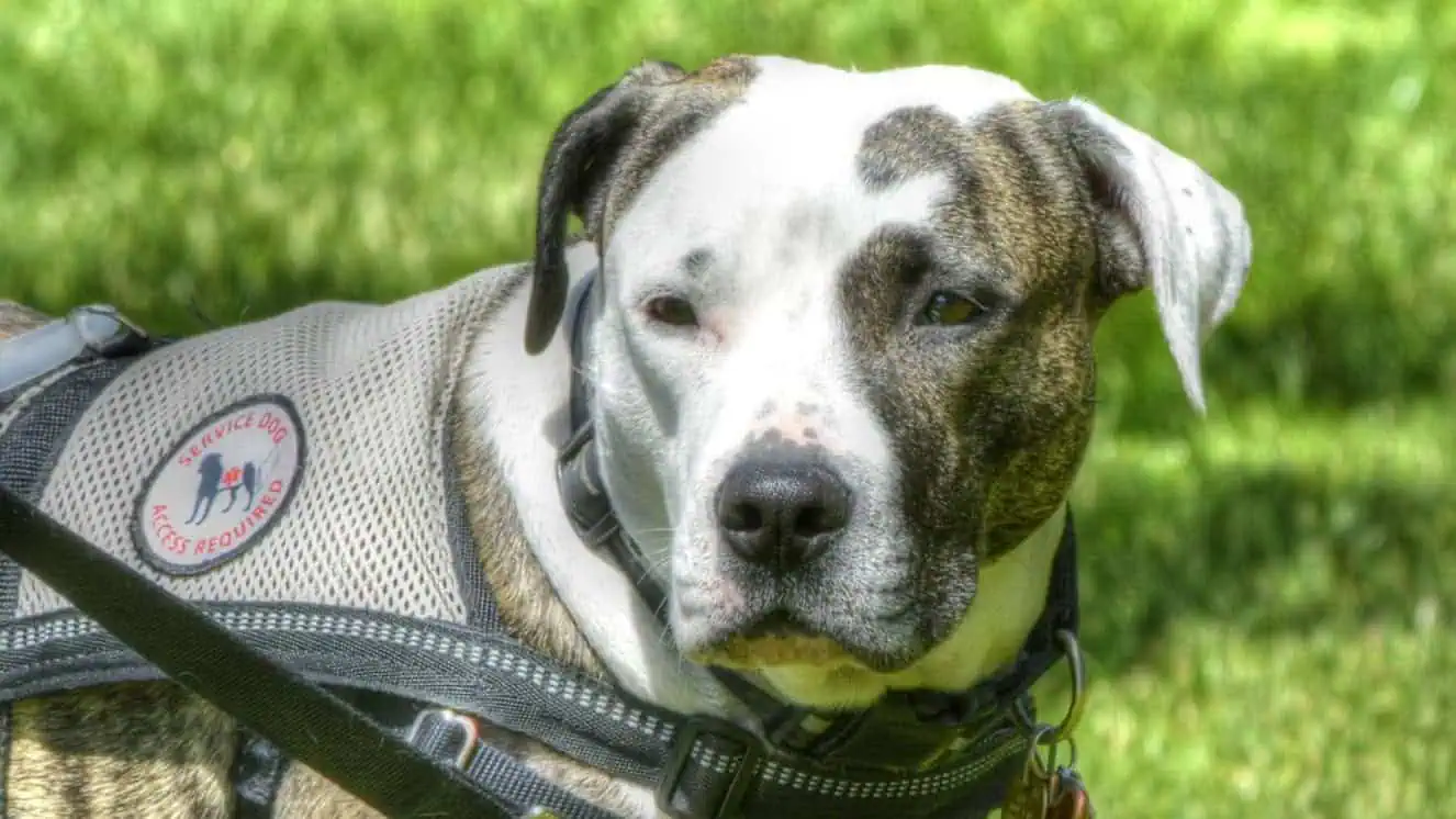 A dog wearing a service dog vests.