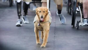 A PTSD service dog walking down the sidewalk.