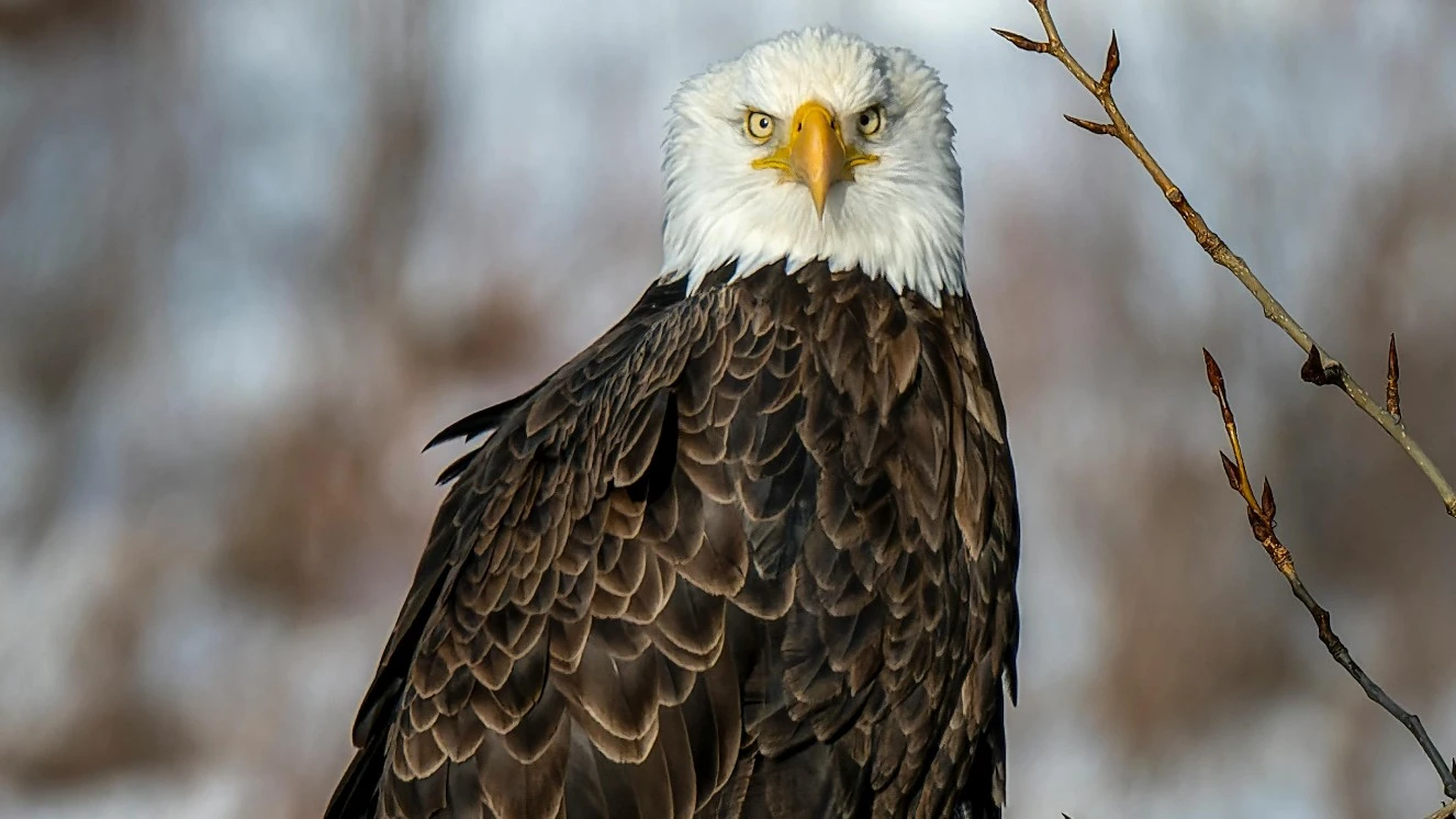 American eagle sitting on a branch representing the celebration of American Eagle day.