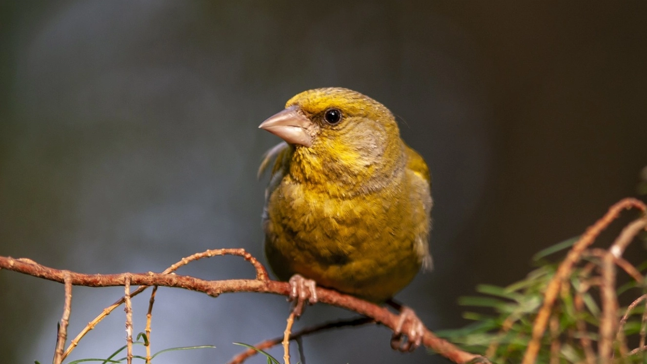 A bird sitting on a branch while you read bird watching books.