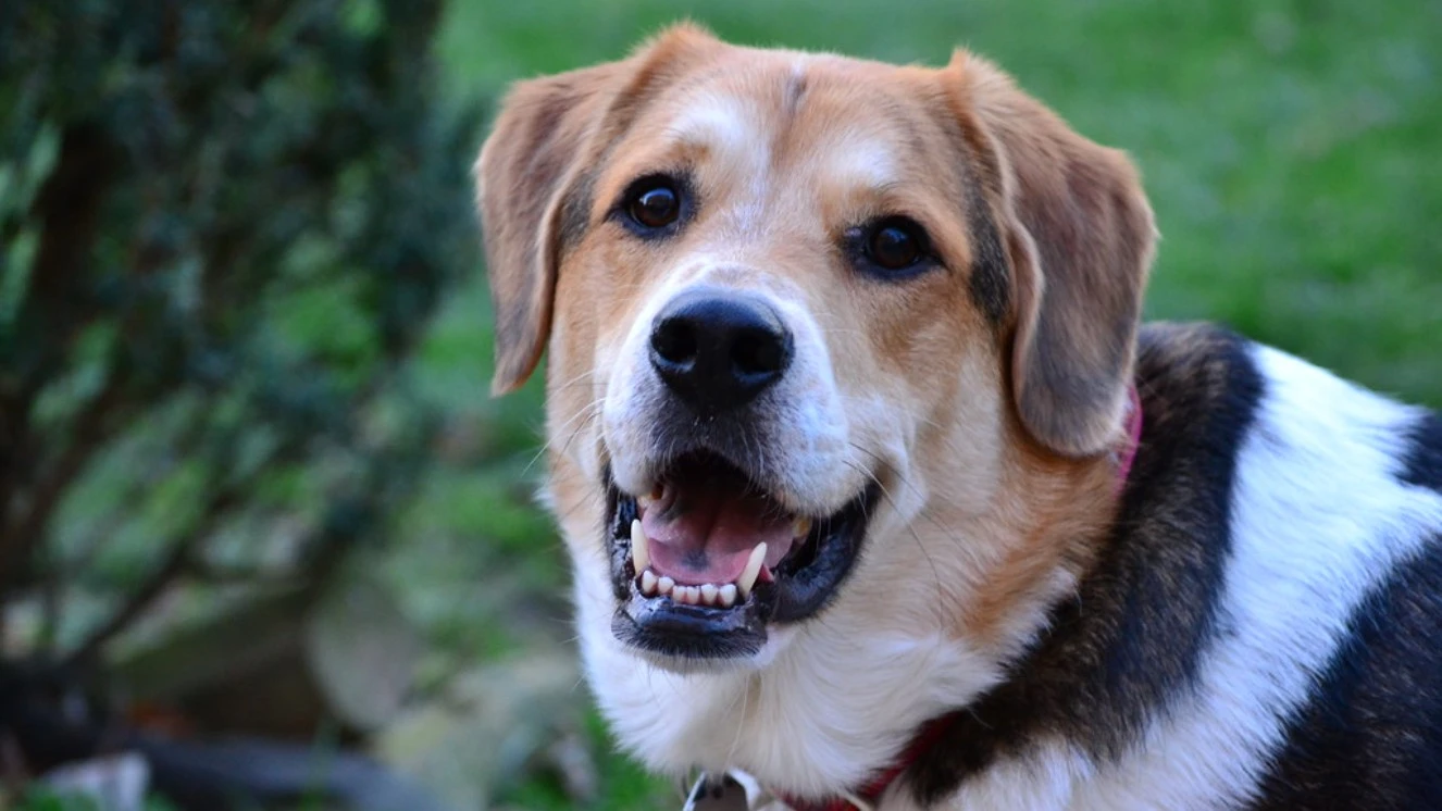 Military names for dogs as a dog looks into the camera.