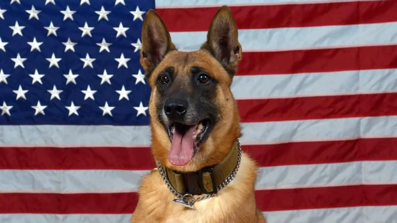 Military dog breeds, such as a German Shepard sitting in front of a flag.