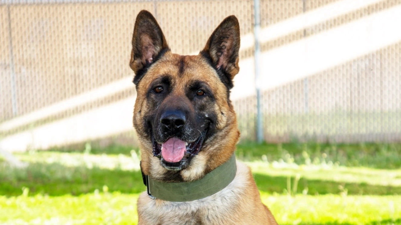 Military dog sitting for a picture as we break down the best movies about military dogs.