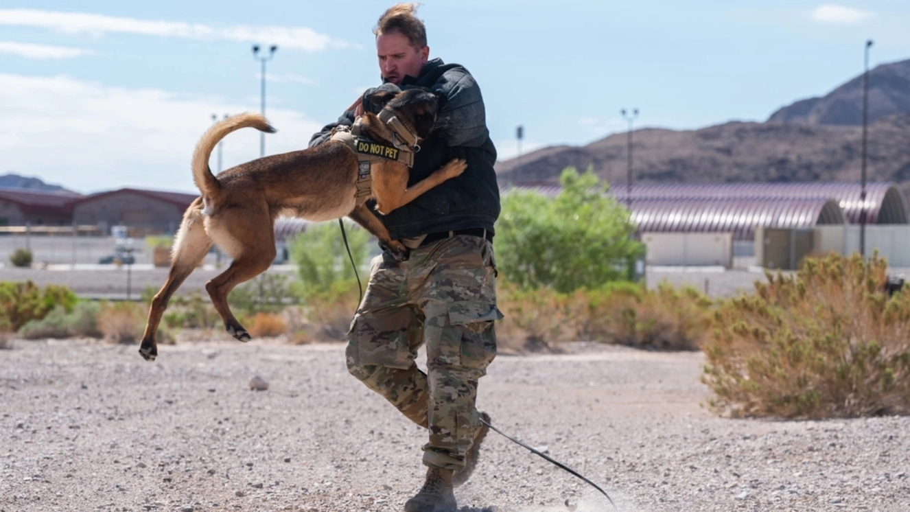 Military working dog training.