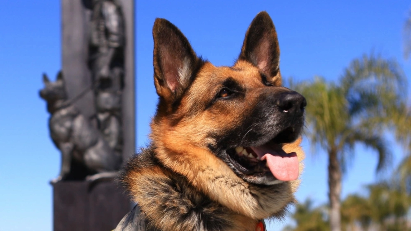 Jax, a German shepherd who serves as a therapy dog for the 163d Attack Wing at March Air Reserve Base, California, is photographed on March 9, 2017 during National Service Dog month.