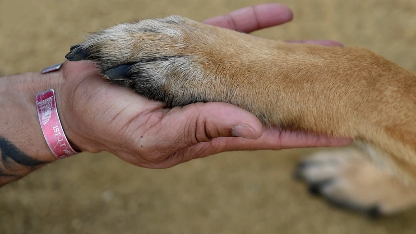 Retired Tech. Sgt. Brandon Jones shakes hands with his service dog, Apache, as a sign of trust and love, Mar. 30. Jones served 11 years in the U.S. Air Force until he was medically retired due to Post-Traumatic Stress Disorder through Paws of War.